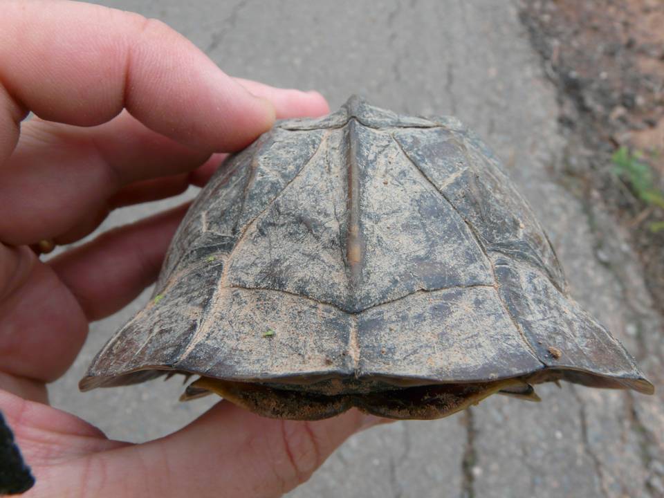 FIGURE 7 FIGURE 7